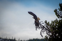 Nature/Wildlife